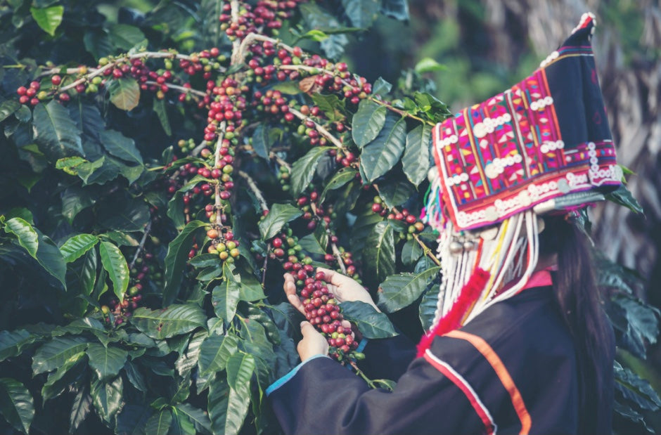 REST Alishan Geisha Coffee Beans